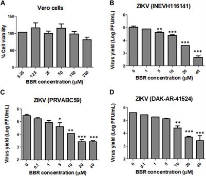 Berberine inhibitory action against zika and dengue viruses in cell cultures